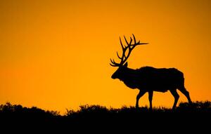 Photography A large bull elk in silhouette, jared lloyd, (40 x 24.6 cm)