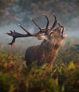 Art Photography Bellowing Stag, Alan Crossland, (35 x 40 cm)
