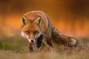 Photography Portrait of red fox standing on grassy field, Wojciech Sobiesiak / 500px, (40 x 26.7 cm)