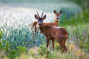 Photography Roebuck and roe doe at edge of arable field, James Warwick, (40 x 26.7 cm)