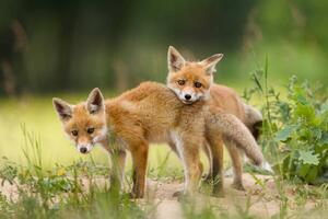 Art Photography Adorable baby fox pups playing, DamianKuzdak, (40 x 26.7 cm)