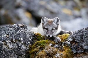Photography Curious arctic fox cub taking a rest after playing, Sara Lindbaek, (40 x 26.7 cm)