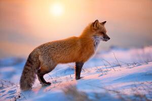 Photography Red Fox In The Morning Sun, Darren Langdon