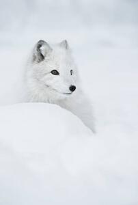 Photography An arctic fox in the snow., Andy Astbury, (26.7 x 40 cm)