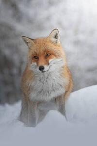 Photography Portrait of red fox standing on snow covered land, marco vancini / 500px, (26.7 x 40 cm)