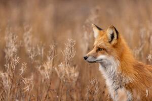 Photography Close-up of red fox on field,Churchill,Manitoba,Canada, Rick Little / 500px, (40 x 26.7 cm)