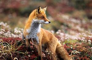 Photography Fox in a autumn mountain, keiichihiki, (40 x 26.7 cm)