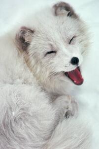 Art Photography Arctic Fox Yawning in Snow, Richard Hamilton Smith, (26.7 x 40 cm)