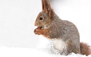 Art Photography young red squirrel sitting in white, Mr_Twister, (40 x 26.7 cm)