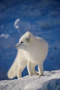 Photography Arctic Fox, John Conrad, (26.7 x 40 cm)