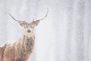 Art Photography Red deer Cervus elaphus, stag in winter, Scotland, James Silverthorne, (40 x 26.7 cm)