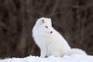 Photography Portrait of Arctic Fox, Adria  Photography, (40 x 26.7 cm)