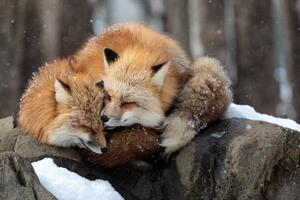 Photography Close-up of red fox on snow, Sebastian Nicolas / 500px, (40 x 26.7 cm)