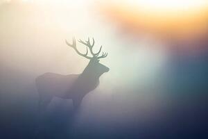Photography Red Deer(Cervus elaphus), DamianKuzdak, (40 x 26.7 cm)