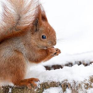Art Photography Cute fluffy squirrel eating nuts on, Magryt, (40 x 40 cm)