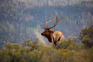 Photography Huge Bull Elk in a Scenic Backdrop, BirdofPrey, (40 x 26.7 cm)