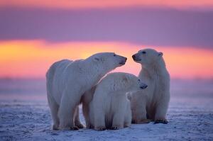 Art Photography Polar bear with yearling cubs, JohnPitcher, (40 x 26.7 cm)