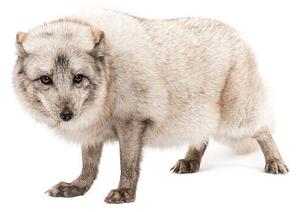 Photography Arctic fox, Vulpes lagopus, standing, looking, GlobalP, (40 x 26.7 cm)