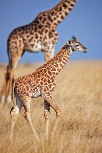 Art Photography Young giraffe calf, Martin Harvey, (26.7 x 40 cm)