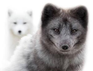 Art Photography Close up of two arctic foxes, Jean Landry, (40 x 26.7 cm)