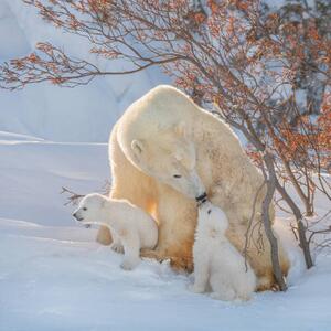 Art Photography Two polar bears play fight,Wapusk National, Hao Jiang / 500px, (40 x 40 cm)