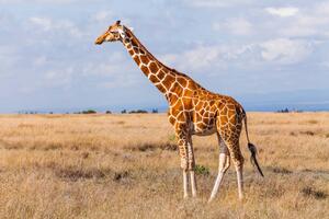 Art Photography Giraffes in the savannah, Kenya, Anton Petrus, (40 x 26.7 cm)