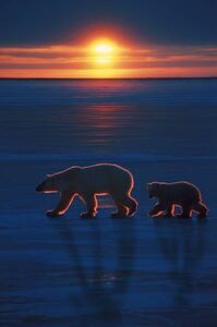 Art Photography Mother polar bear with cub, Ron Sanford, (26.7 x 40 cm)