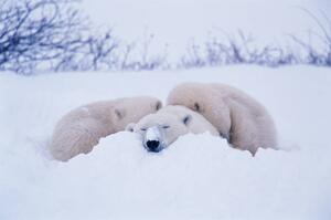Art Photography Polar bear sleeping in snow, George Lepp, (40 x 26.7 cm)