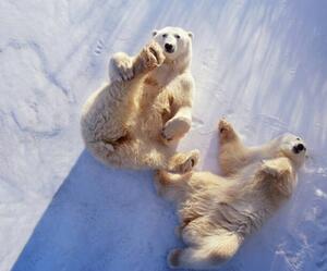 Photography Polar bears lying on backs,, George Lepp, (40 x 35 cm)