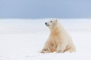 Art Photography Polar bear cub in the snow, Patrick J. Endres, (40 x 26.7 cm)
