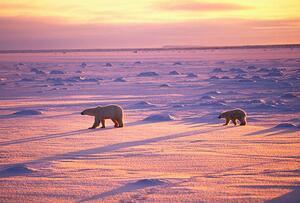 Photography Polar Bears Crossing Snowfield, John Conrad, (40 x 26.7 cm)