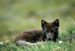 Photography Arctic Fox Laying in the Grass, Natalie Fobes, (40 x 26.7 cm)