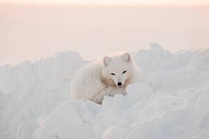 Art Photography Arctic white fox close-up. Arctic fox, Oksana Stasenko, (40 x 26.7 cm)