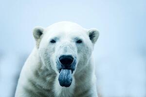 Art Photography Polar Bear closeup portrait, Mark Newman, (40 x 26.7 cm)