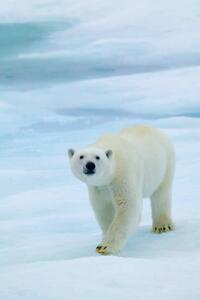 Art Photography Polar Bear on Sea Ice, Sniffing the Air, Hans Strand, (26.7 x 40 cm)
