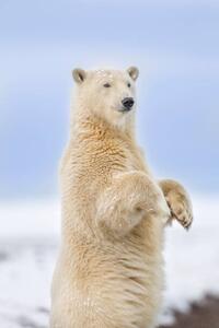 Art Photography Polar bear standing, Patrick J. Endres, (26.7 x 40 cm)