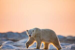 Photography Polar Bear on Sea Ice, Hudson Bay, Nunavut, Canada, Paul Souders, (40 x 26.7 cm)