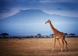 Art Photography Giraffe Walking in Front of Mount, Vicki Jauron, Babylon and Beyond Photography, (40 x 30 cm)