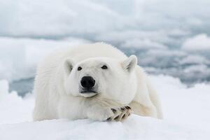 Art Photography Polar bear, dagsjo, (40 x 26.7 cm)