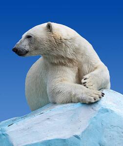 Photography Polar bear on a rock against blue sky, JackF, (35 x 40 cm)
