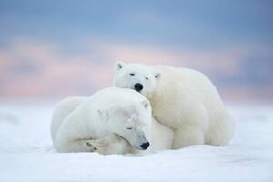 Photography Two polar bears sleeping in the snow, Alaska, USA, janbecke1, (40 x 26.7 cm)
