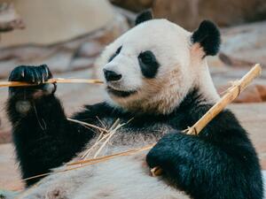 Photography portrait of a giant panda eating bamboo, PansLaos, (40 x 30 cm)