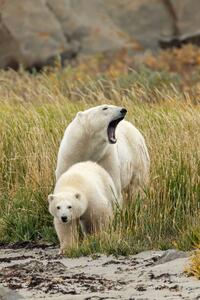 Photography Polar Bear mother and cub, sow and cub, Stan Tekiela Author / Naturalist / Wildlife Photographer, (26.7 x 40 cm)