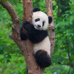 Art Photography Cute panda bear climbing in tree, Hung_Chung_Chih, (40 x 40 cm)