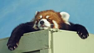 Art Photography Red Panda ready for a nap, Kim MacKay, (40 x 22.5 cm)