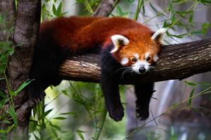 Art Photography Red panda, Marianne Purdie, (40 x 26.7 cm)