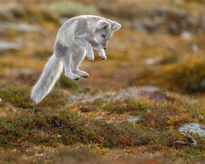 Art Photography Close-up of jumping arctic fox, Menno Schaefer / 500px, (40 x 30 cm)
