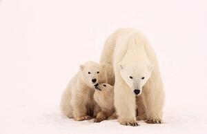 Photography Polar Bear Sibling Affection, John Conrad, (40 x 26.7 cm)
