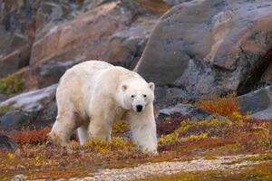 Art Photography Polar Bear adult male in autumn colors, Stan Tekiela Author / Naturalist / Wildlife Photographer, (40 x 26.7 cm)
