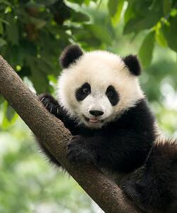 Photography Giant Panda baby cub in Chengdu area, China, Alatom, (35 x 40 cm)